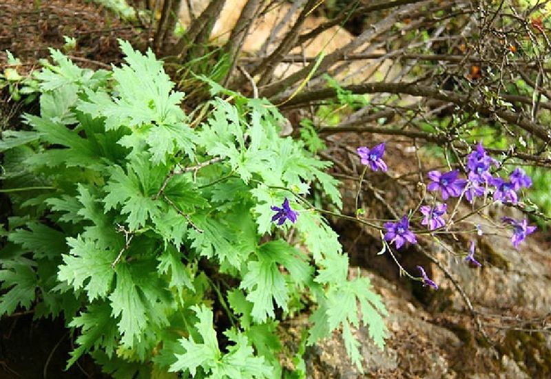 拉薩翠雀花