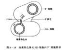 擬接合子