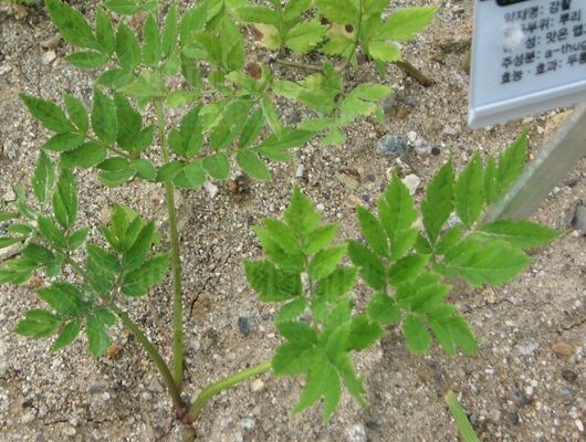 狹葉山芹（變種）