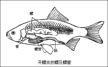 鰾管