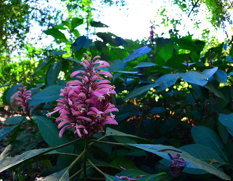 中國科學院西雙版納熱帶植物園