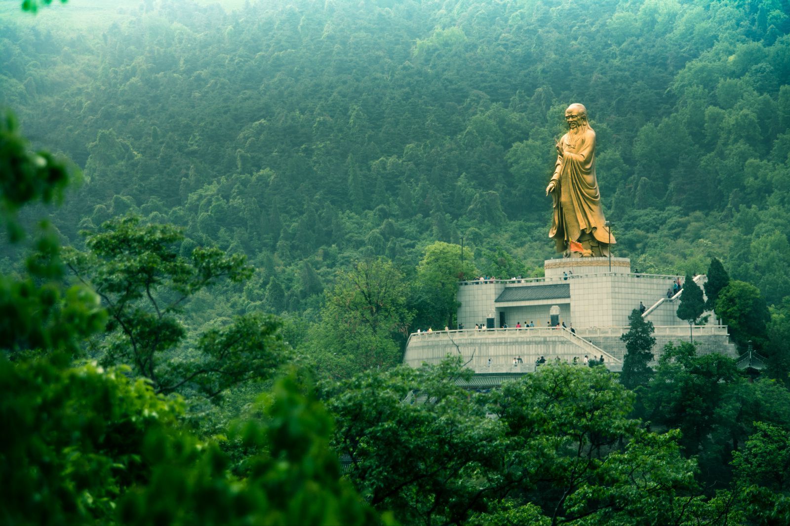 周至山茱萸