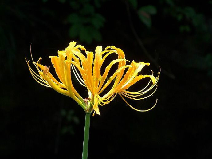 中國石蒜（花）