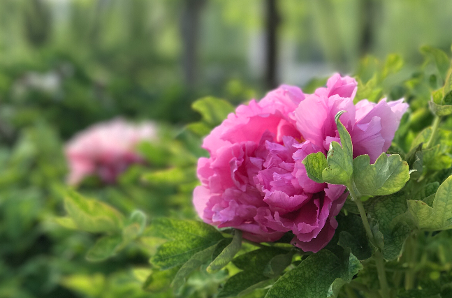 芍藥花(芍藥花)