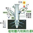 植物體內物質運輸