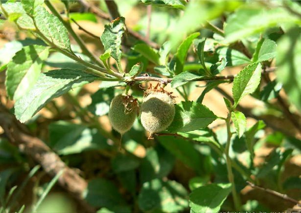 蒙古扁桃賀蘭山個體20