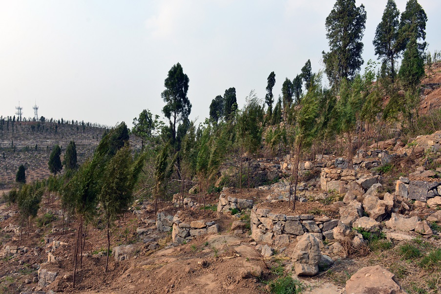 荒山造林