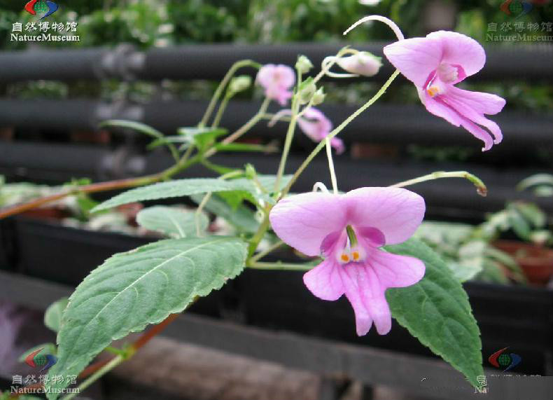 大旗瓣鳳仙花