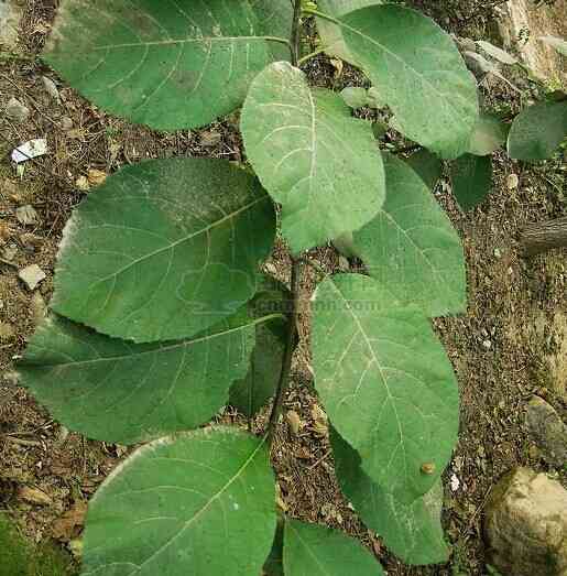 光葉粗糠樹（變種）