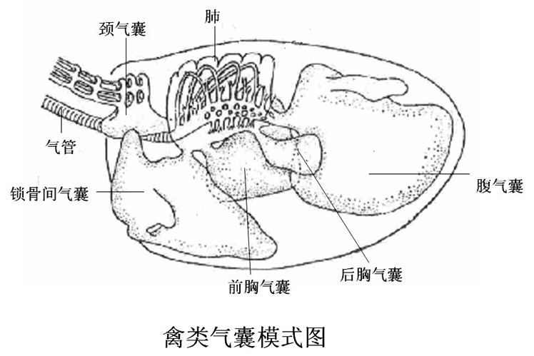 氣囊炎