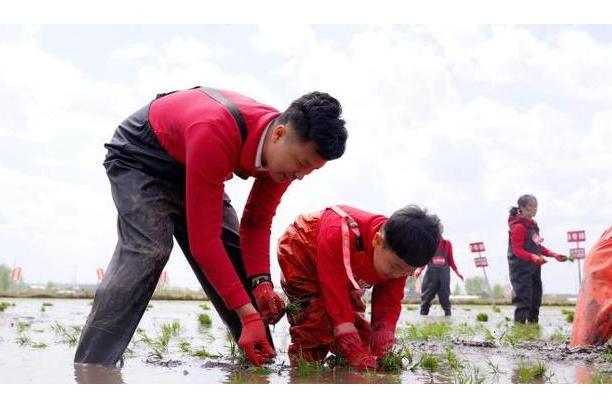 金龍魚五常基地原香稻開耕節