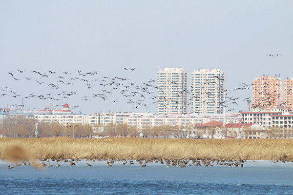 黑龍江泰湖國家濕地公園