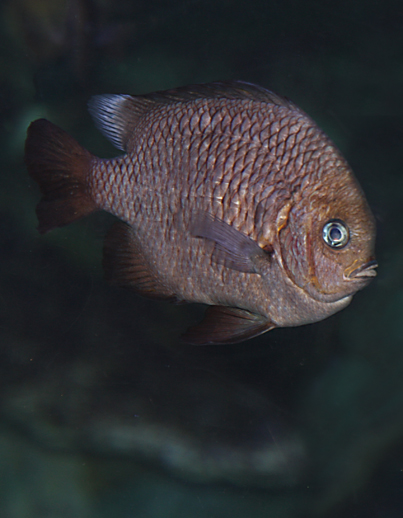 釣魚雀鯛