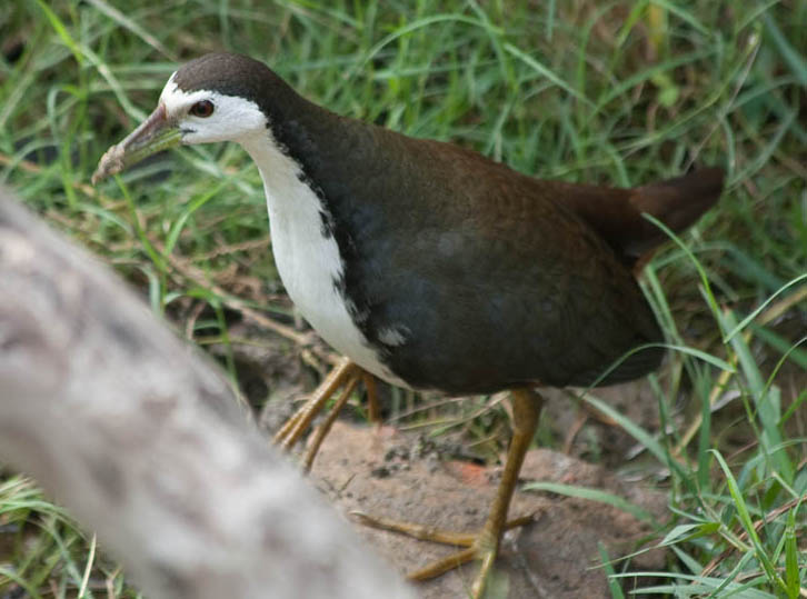 白胸苦惡鳥印度亞種