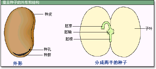 種子