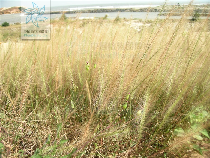 大花茅根