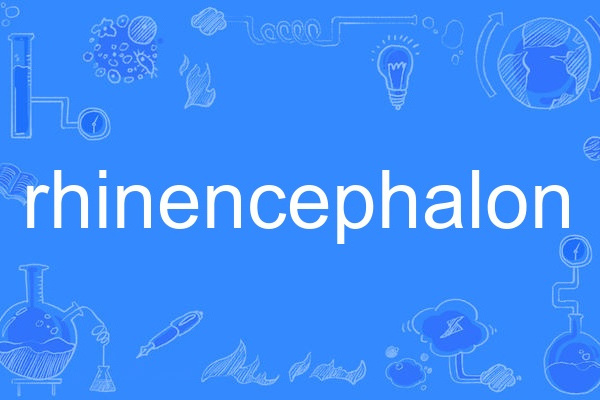 rhinencephalon