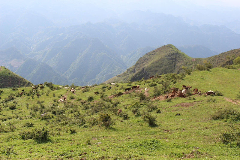 羊山坡村