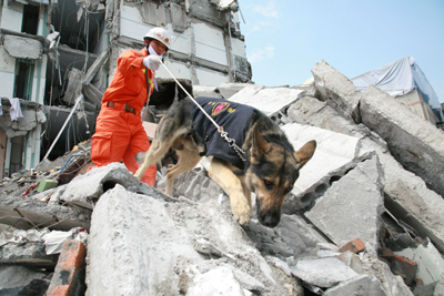 地震救災中的搜救犬