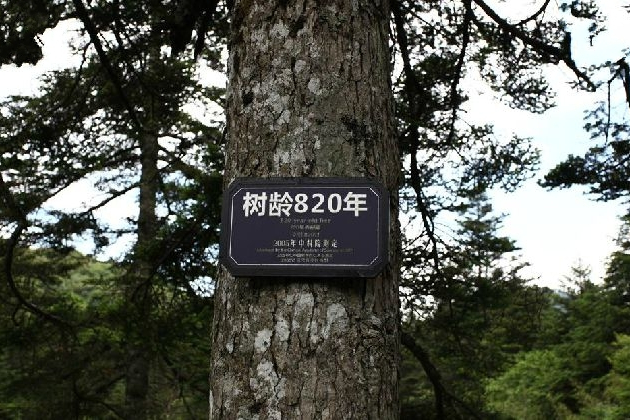 巴山冷杉太白山個體40