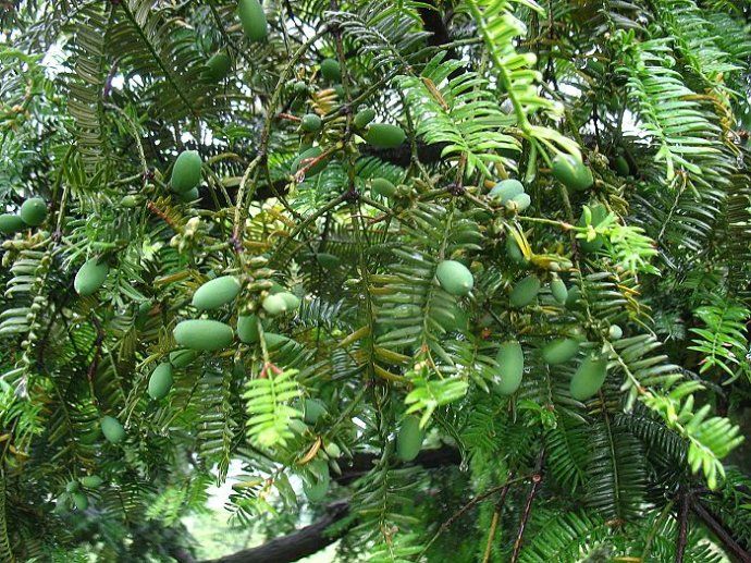 小昆村(雲南省昆明市五華區廠口鄉下轄村)