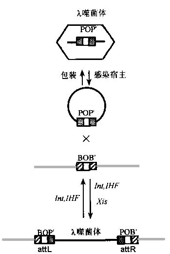 位點專一性重組