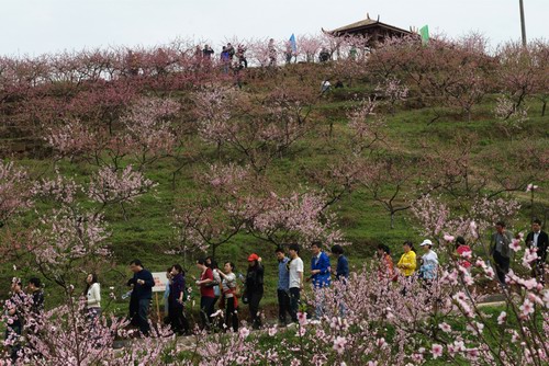 虎峰山桃花節