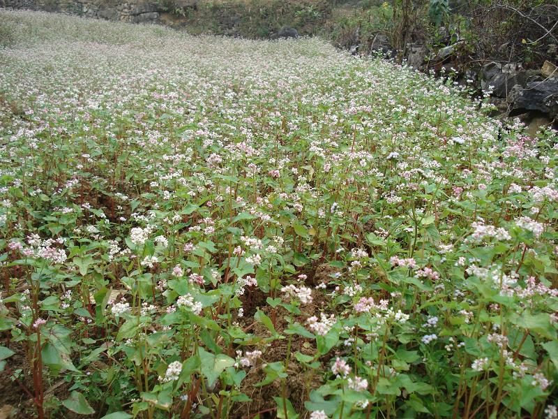 秧田沖自然村種植業