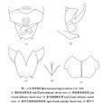 長尾異飾肛螽