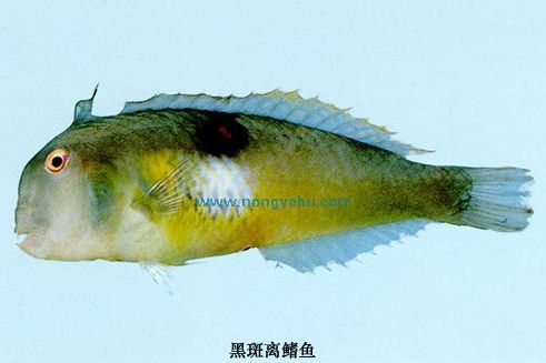 離鰭魚屬