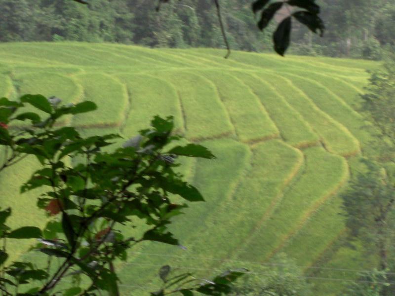 村中田園