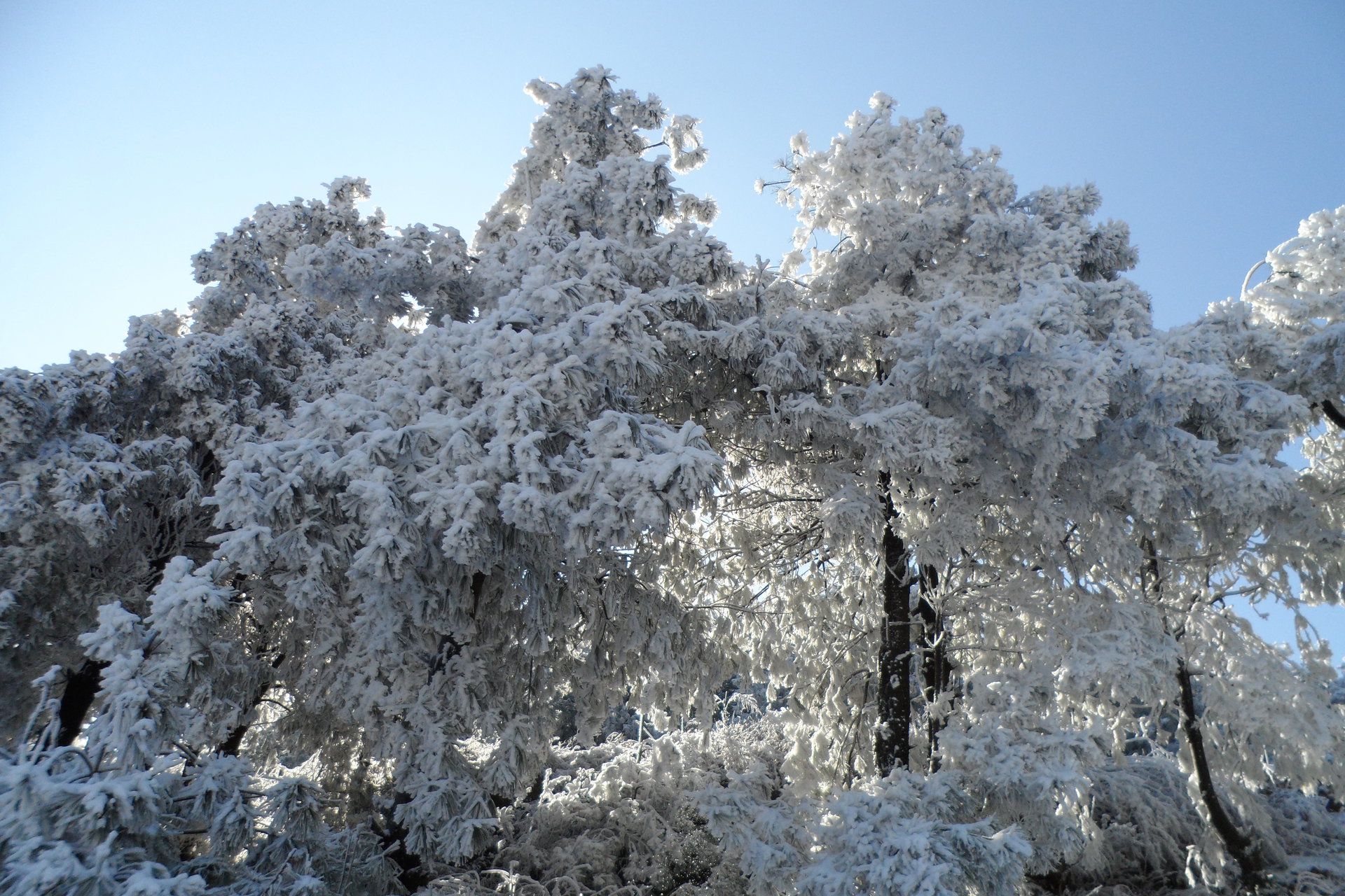 威寧雪景鳳山寺後山霧凇