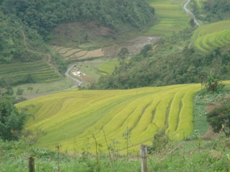 村中田園