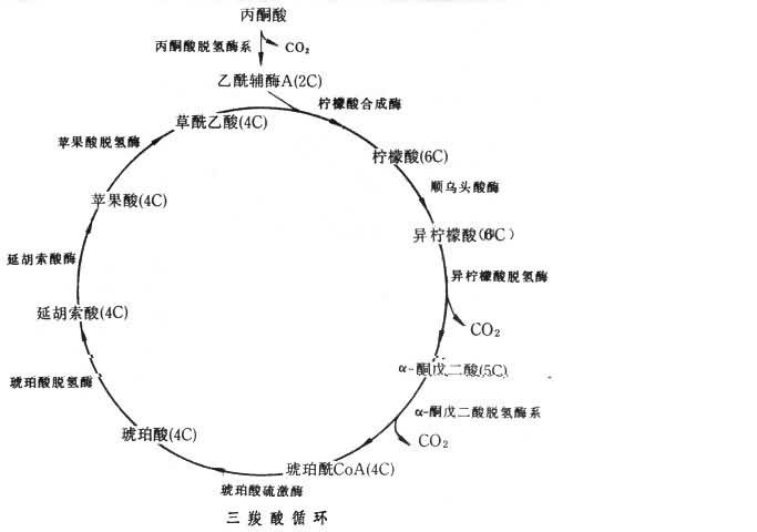 TCA循環