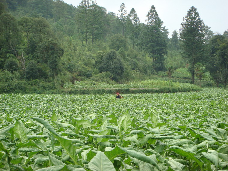 種植業