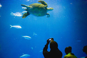 蒙特雷灣水族館