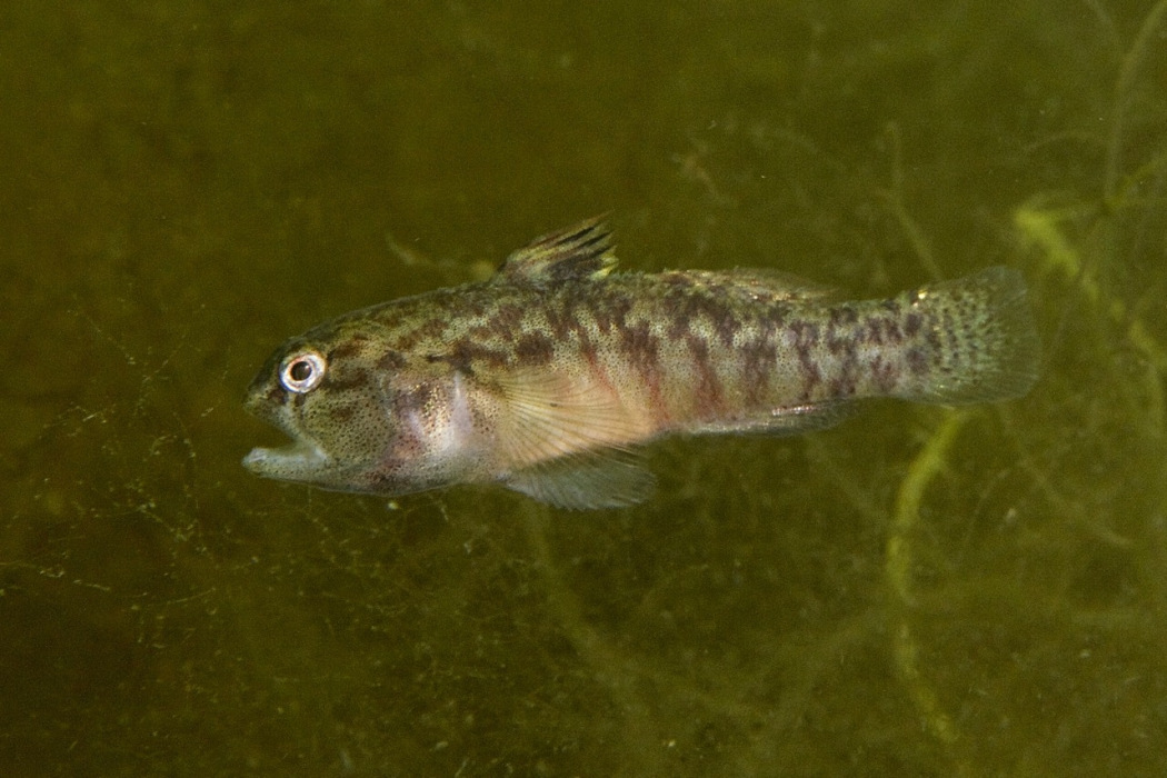 大口髯鰕虎魚