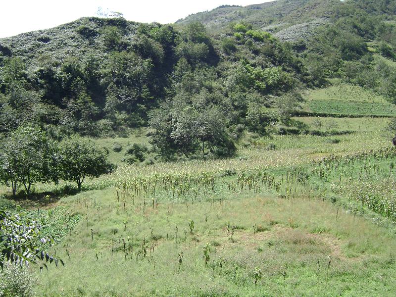 太陽坪自然村-經濟林