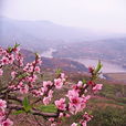 龍泉桃花溝(四川省景點)