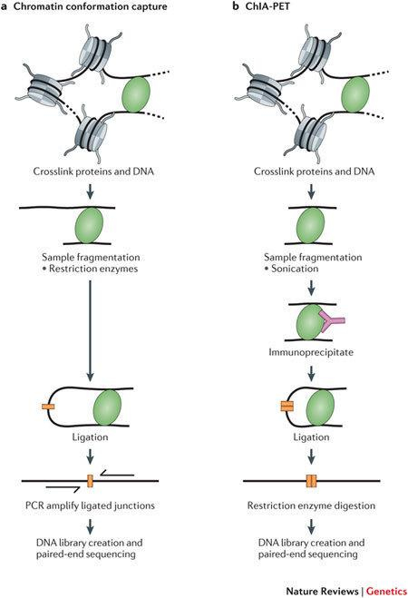 CHIP-seq