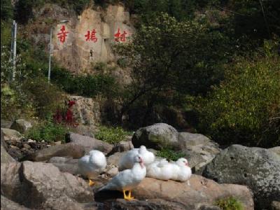 九華鄉寺塢村