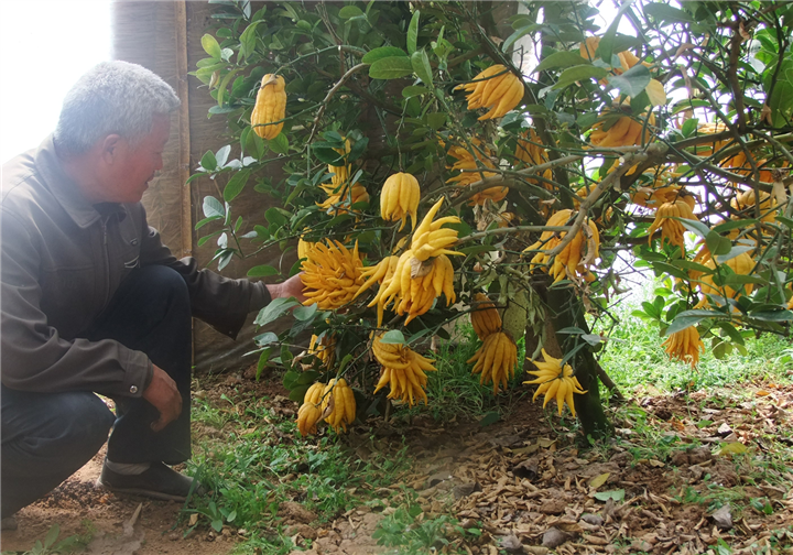 佛手(佛手柑（芸香目芸香科植物）)