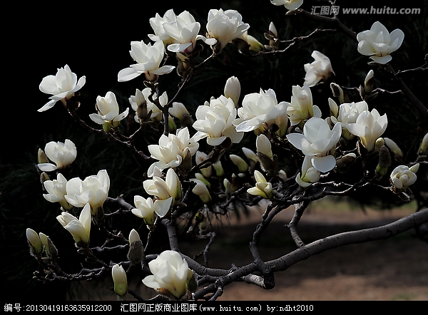 玉蘭花開(單曲)