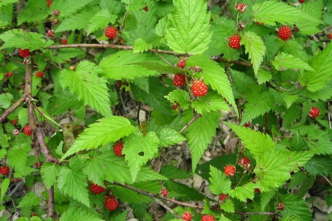 Rubus idaeus \x27NR7\x27 BUSHEL AND BERRY RASPBERRY SHORTCAKE