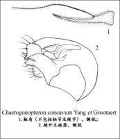 凹突短跗長足虻