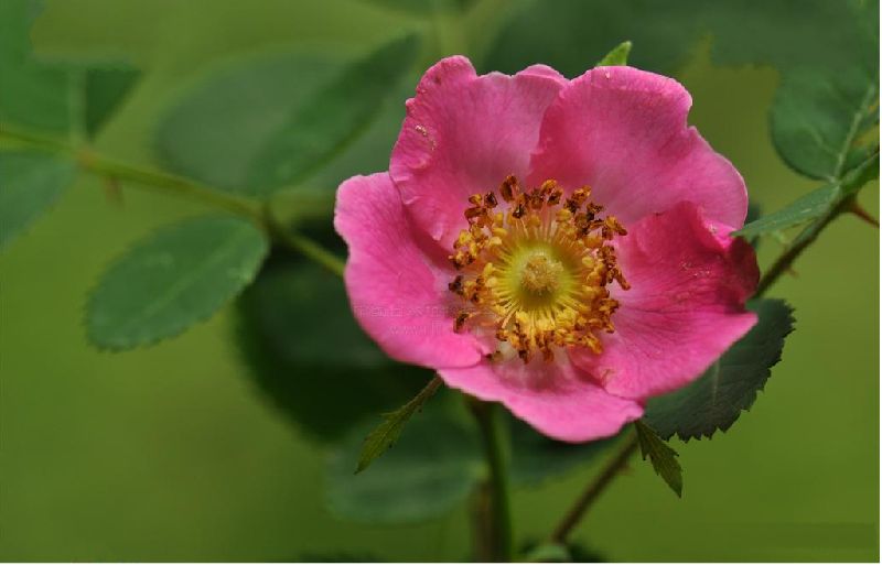 扁刺薔薇（原變種）