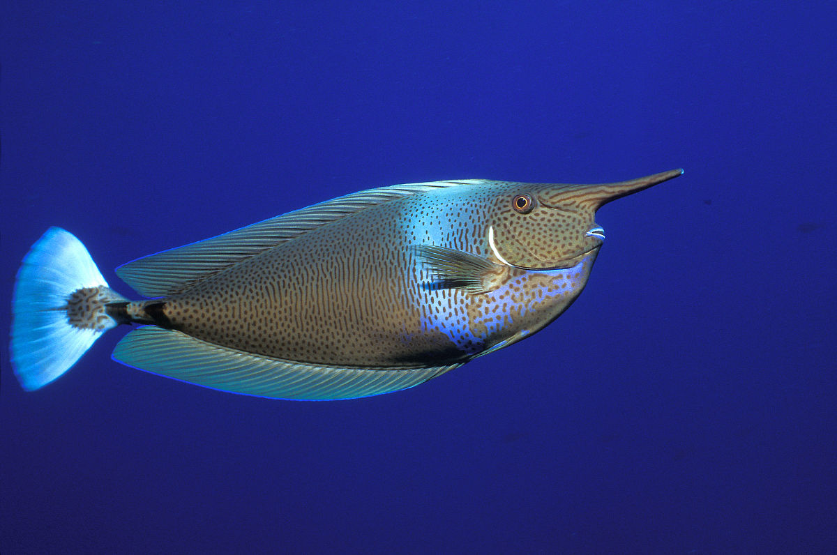 擬鮪鼻魚