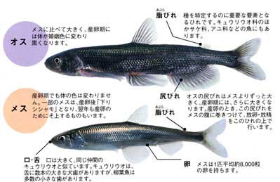 胡瓜魚