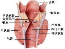 甲狀軟骨下可觸及異物撞擊震動感