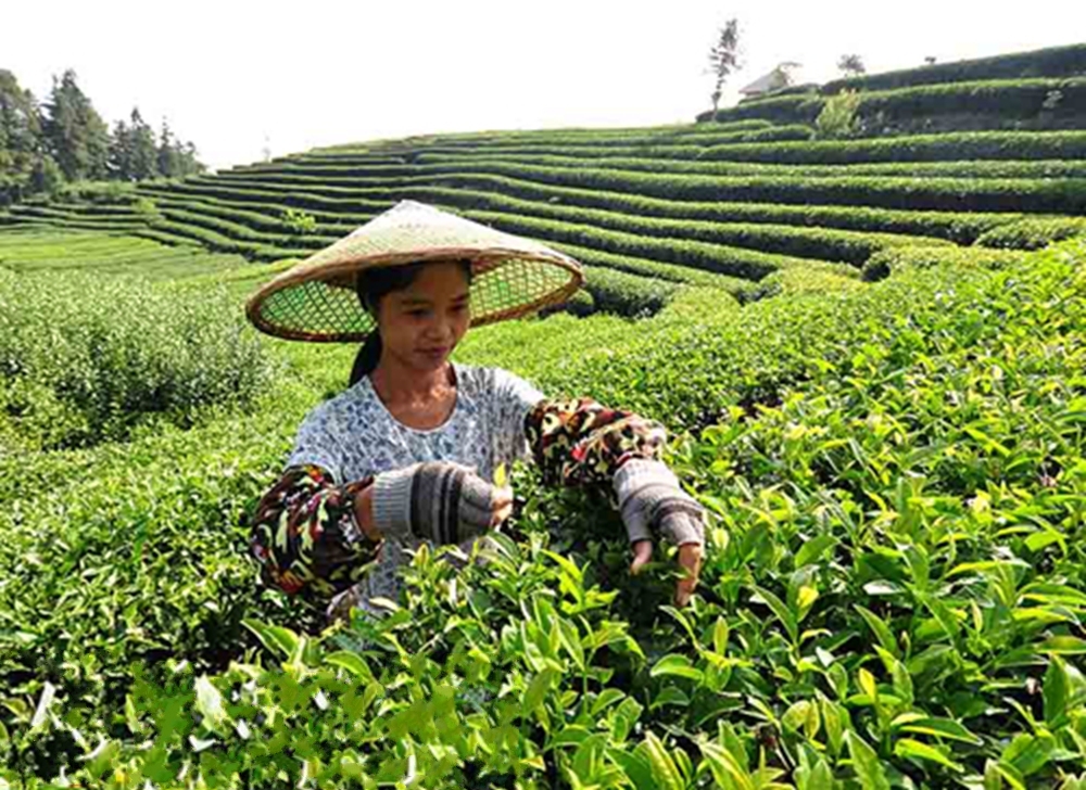 三江茶